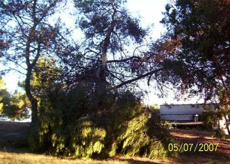 Mali foto album polomljenih stabala nakon jučerašnjeg nevremena